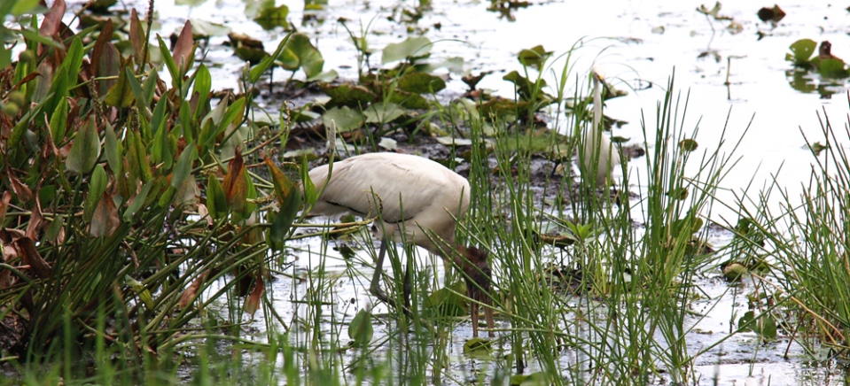 Hungry Wood Stork
